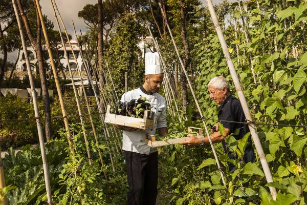 Koch in wei&szlig;er Uniform und Kochm&uuml;tze h&auml;lt Kiste mit Auberginen in einem Gem&uuml;segarten, spricht mit &auml;lterem Mann